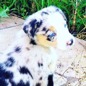 Meet your Posher, Ella